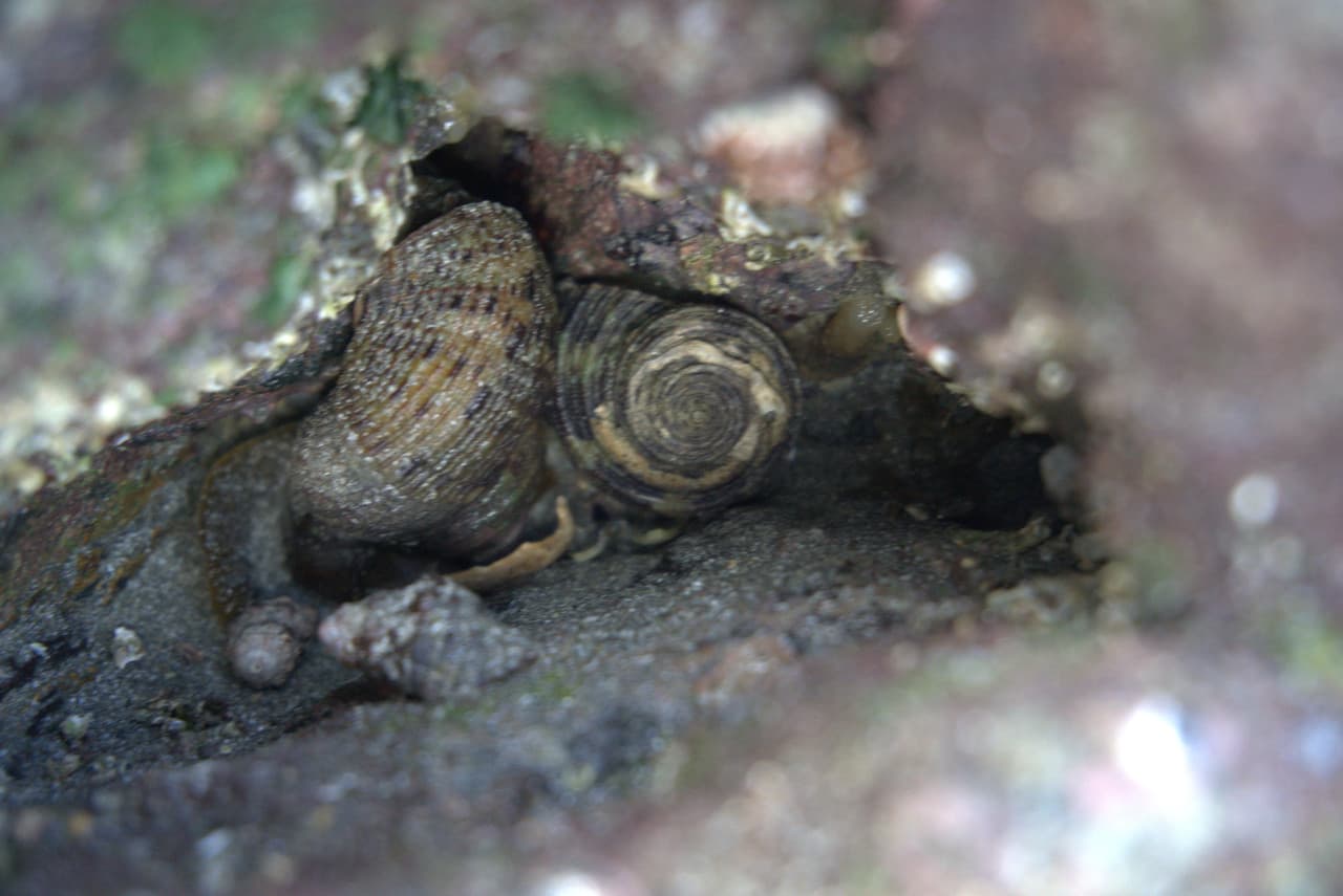 Desaru Beach and Tide Pool Walk – photo 24