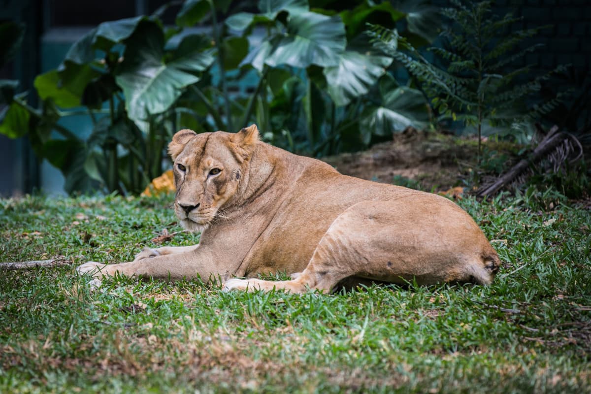 Zoo Negara Malaysia Ticket
