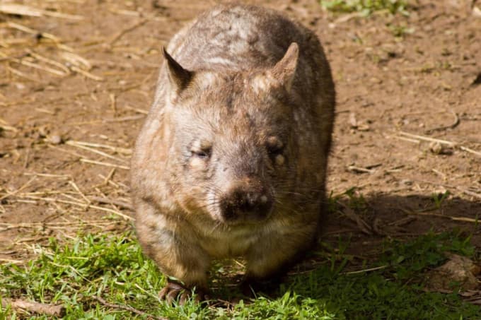 Puffing Billy and Healesville Sanctuary Tour