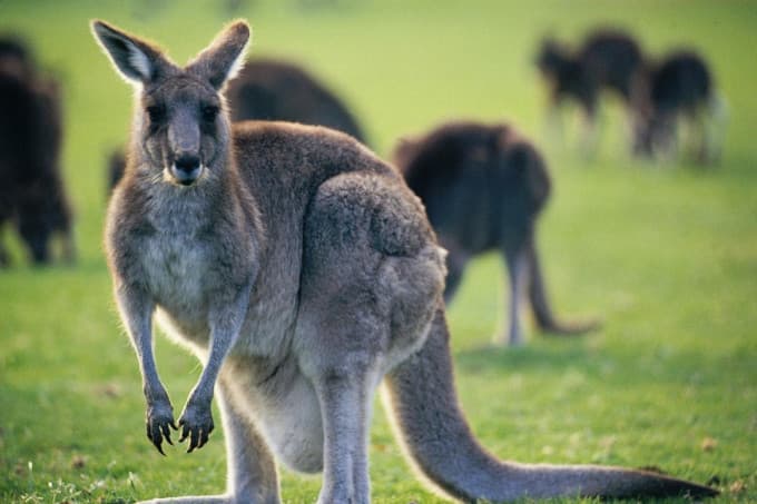 Puffing Billy and Healesville Sanctuary Tour