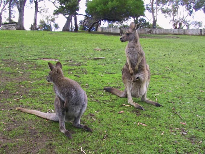 Bonorong Wildlife Sanctuary and Hobart City Tour