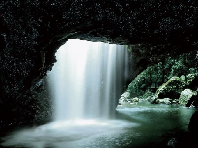Springbrook National Park Night Tour