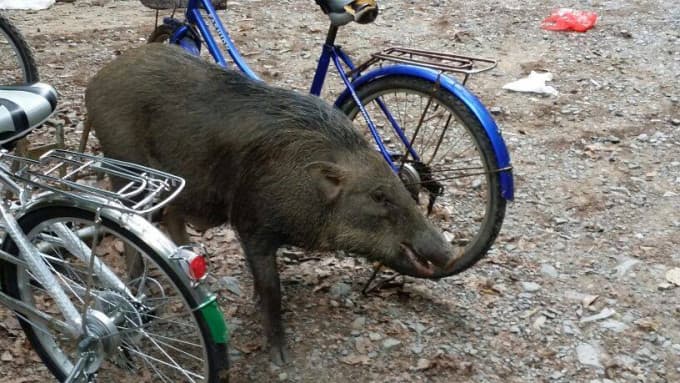 Pulau Ubin Cycling Tour – photo 16
