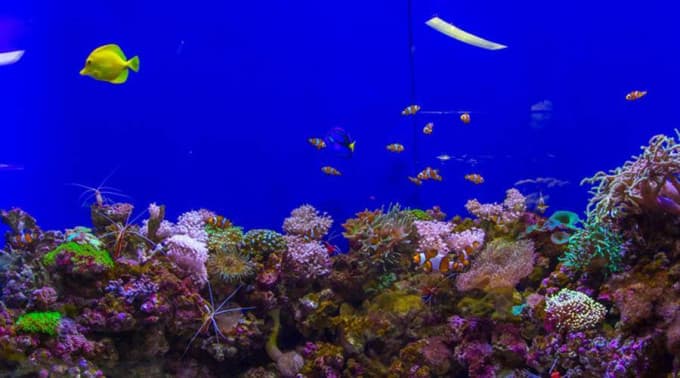 Dubai Aquarium and Underwater Zoo Ticket – photo 4