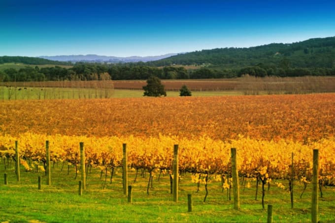 Puffing Billy and Yarra Valley Wineries Tour