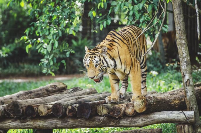 Vinpearl Safari Phu Quoc Ticket