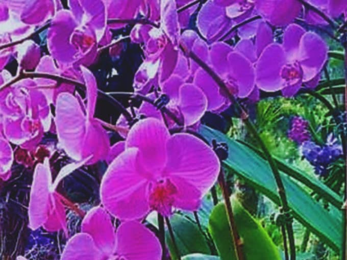 Merlion Park, National Orchid Garden, and Little India Tour – photo 11