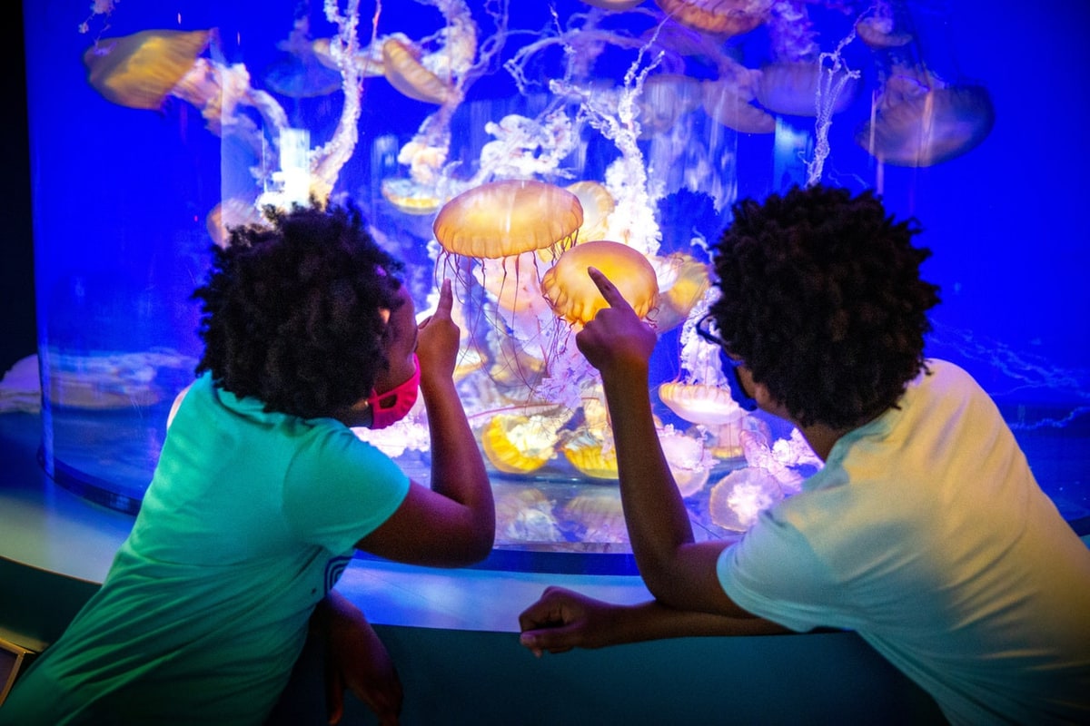 Skip The Line Ticket - Aquarium of the Pacific