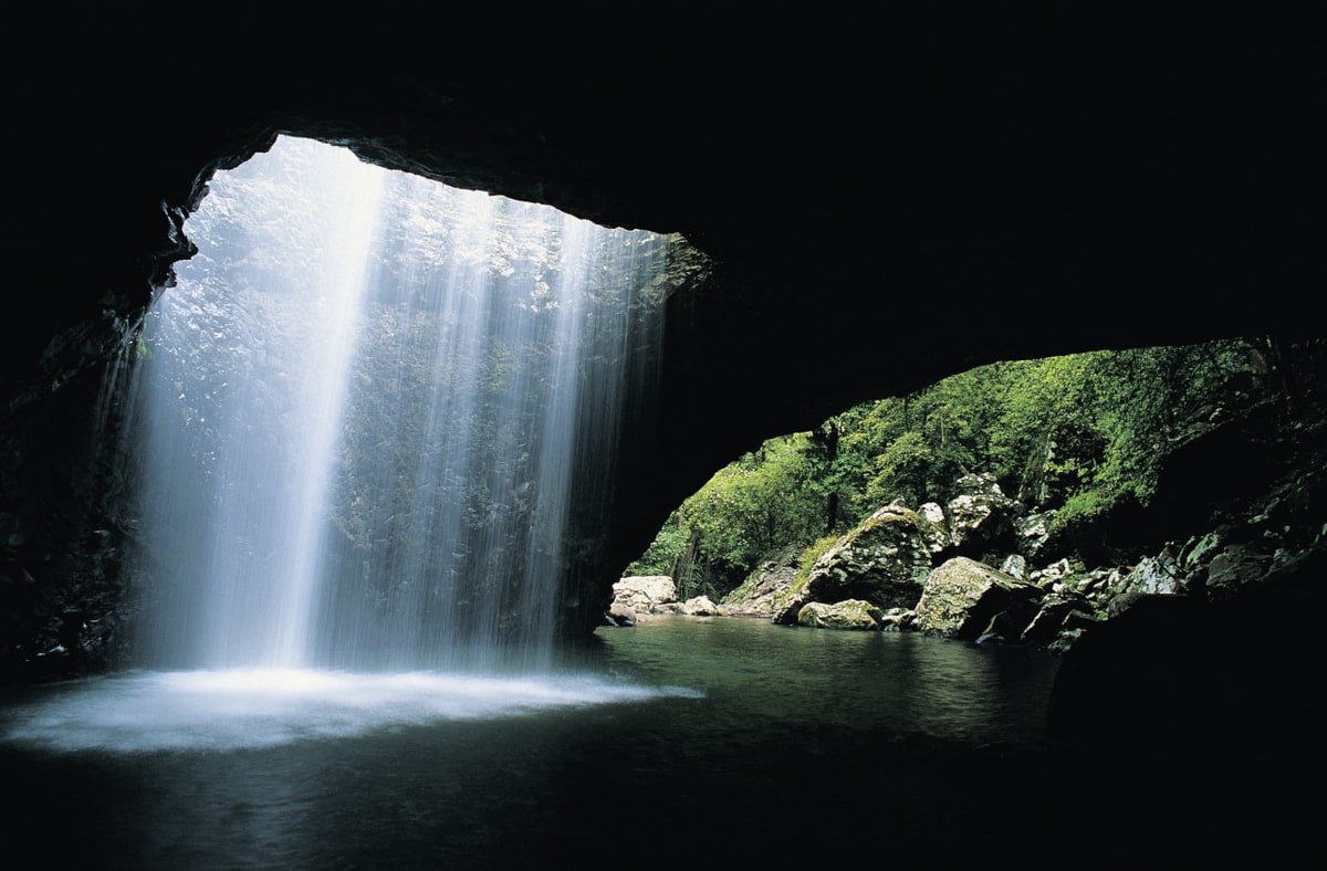 Full day Springbrook and Tamborine Rainforest Tour