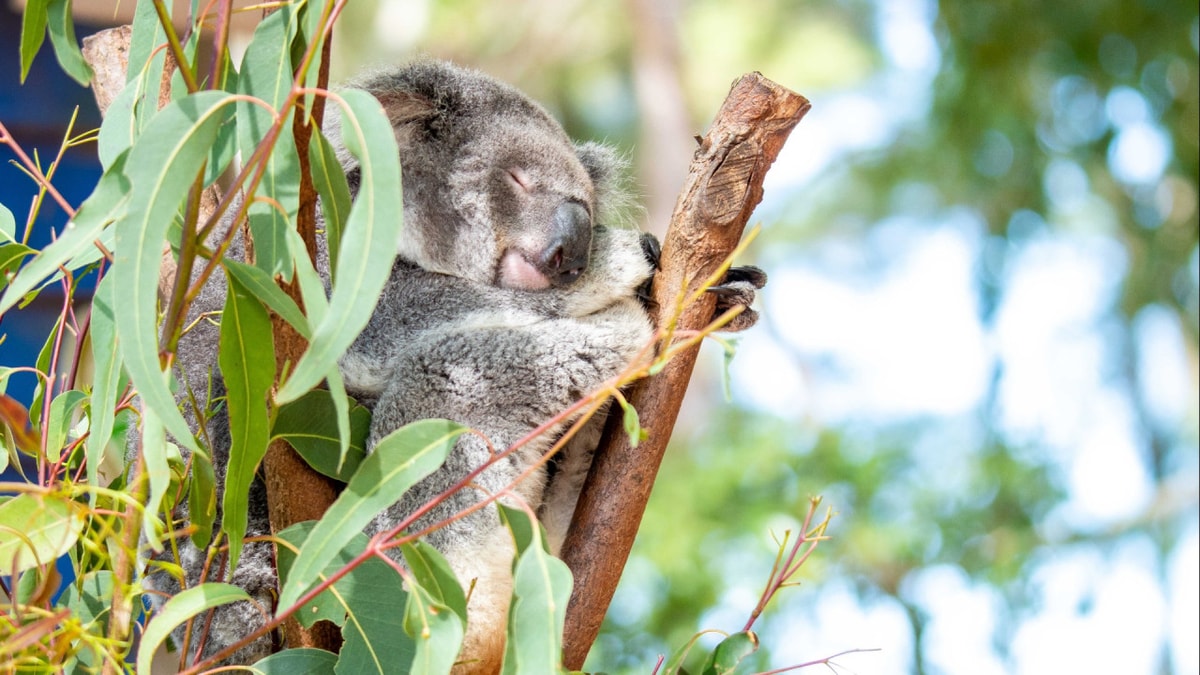 Dreamworld Gold Coast Ticket