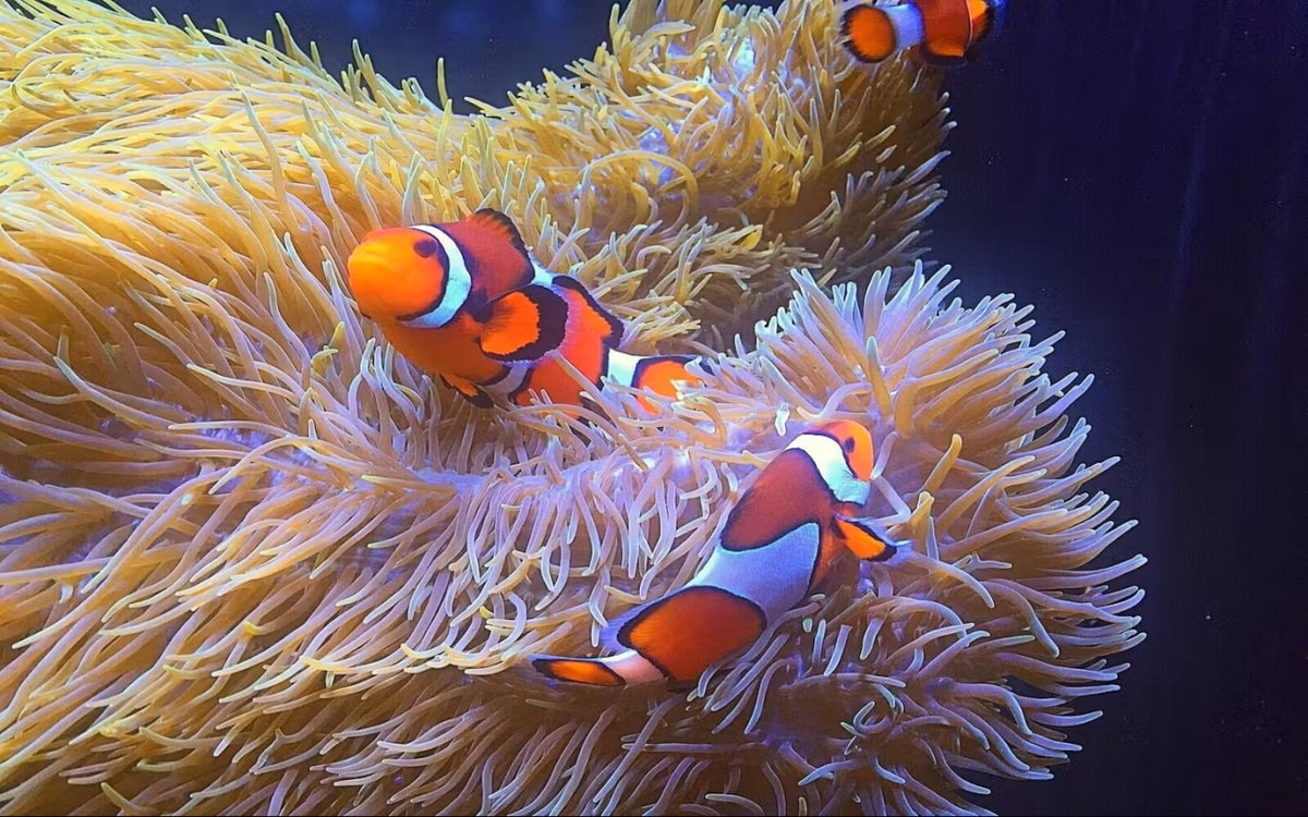 Vancouver Aquarium Ticket