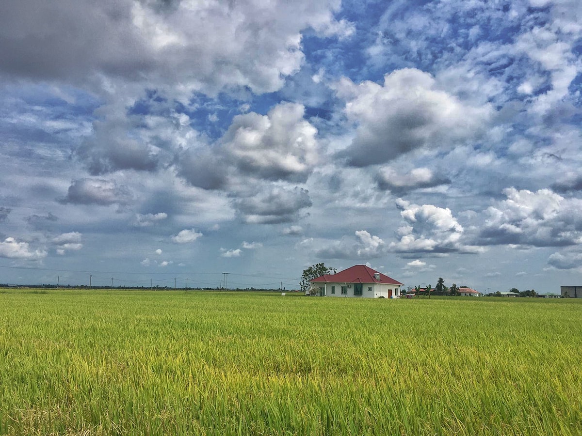 Sekinchan Paddy Fields and Fishing Village Tour from Kuala Lumpur