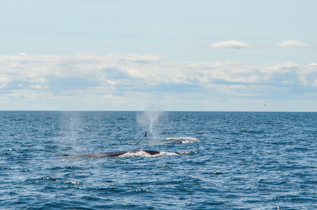 Boston Harbor Whale Watch Cruise