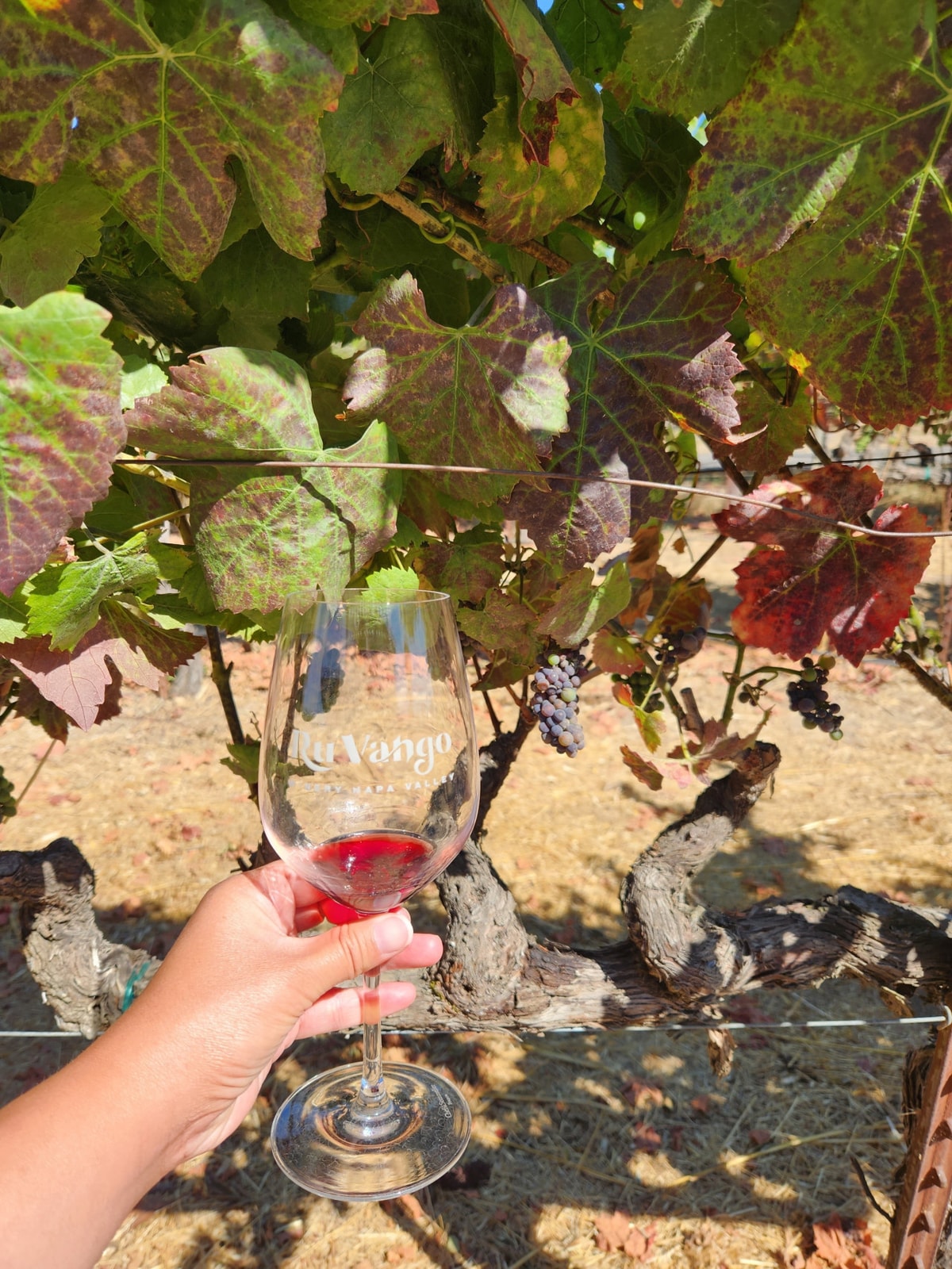 Napa and Sonoma Valley Wine Tasting Tour from San Francisco