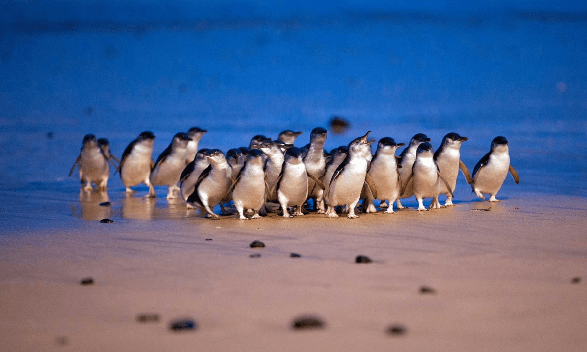 Phillip Island with Penguin Parade Eco Tour