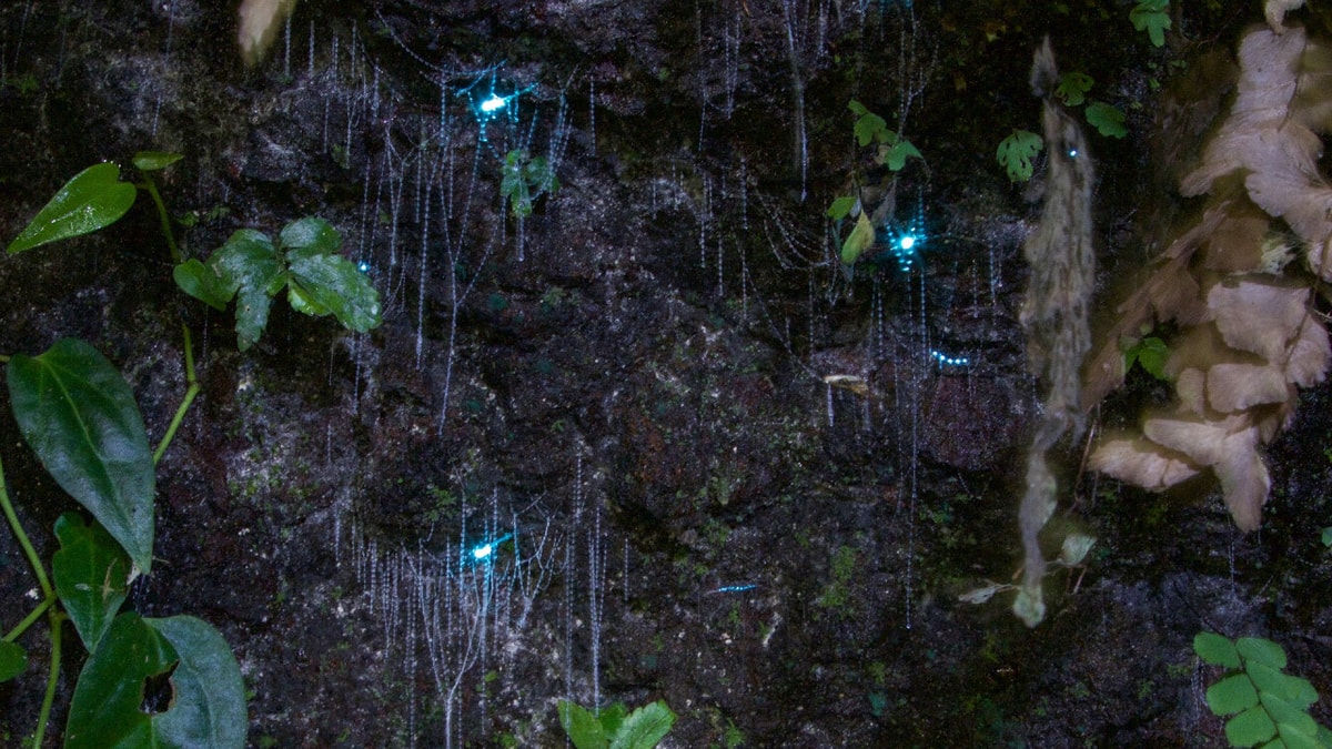 Guided Evening Rainforest Walk and Glow Worms Experience from Gold Coast