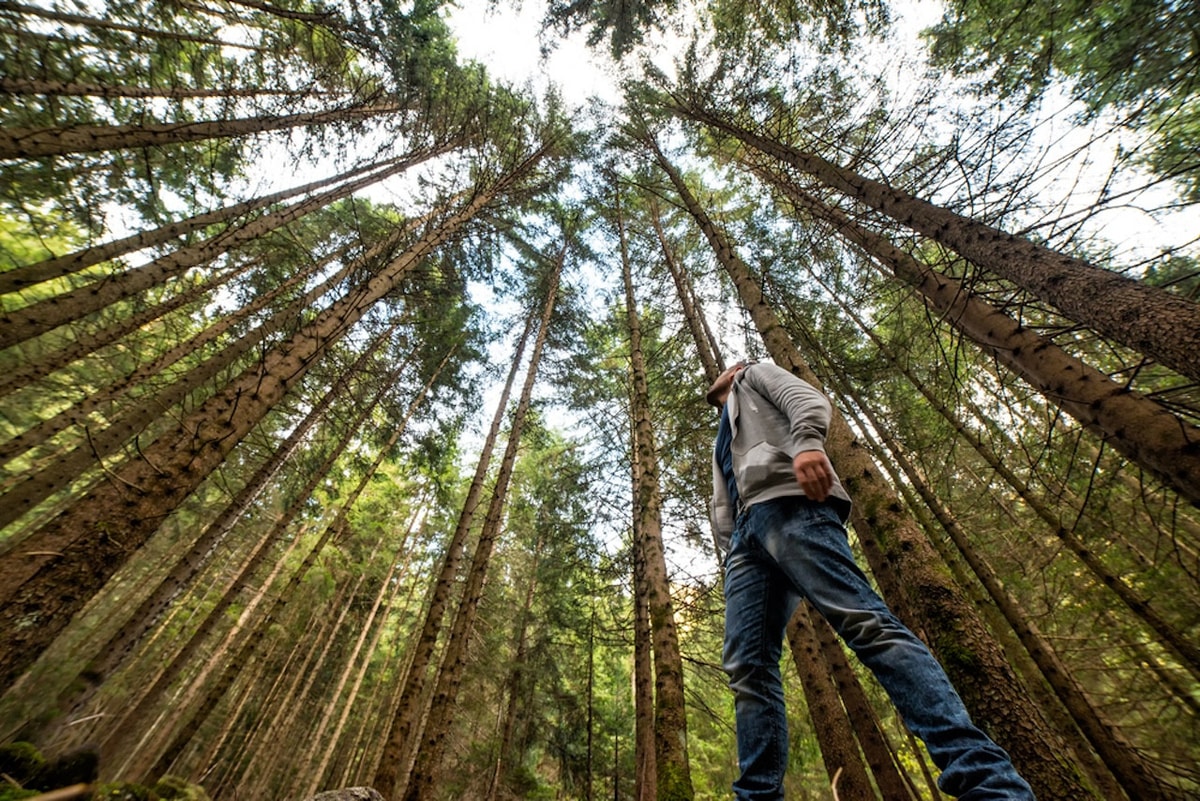 Muir Woods and Sausalito Tour from San Francisco