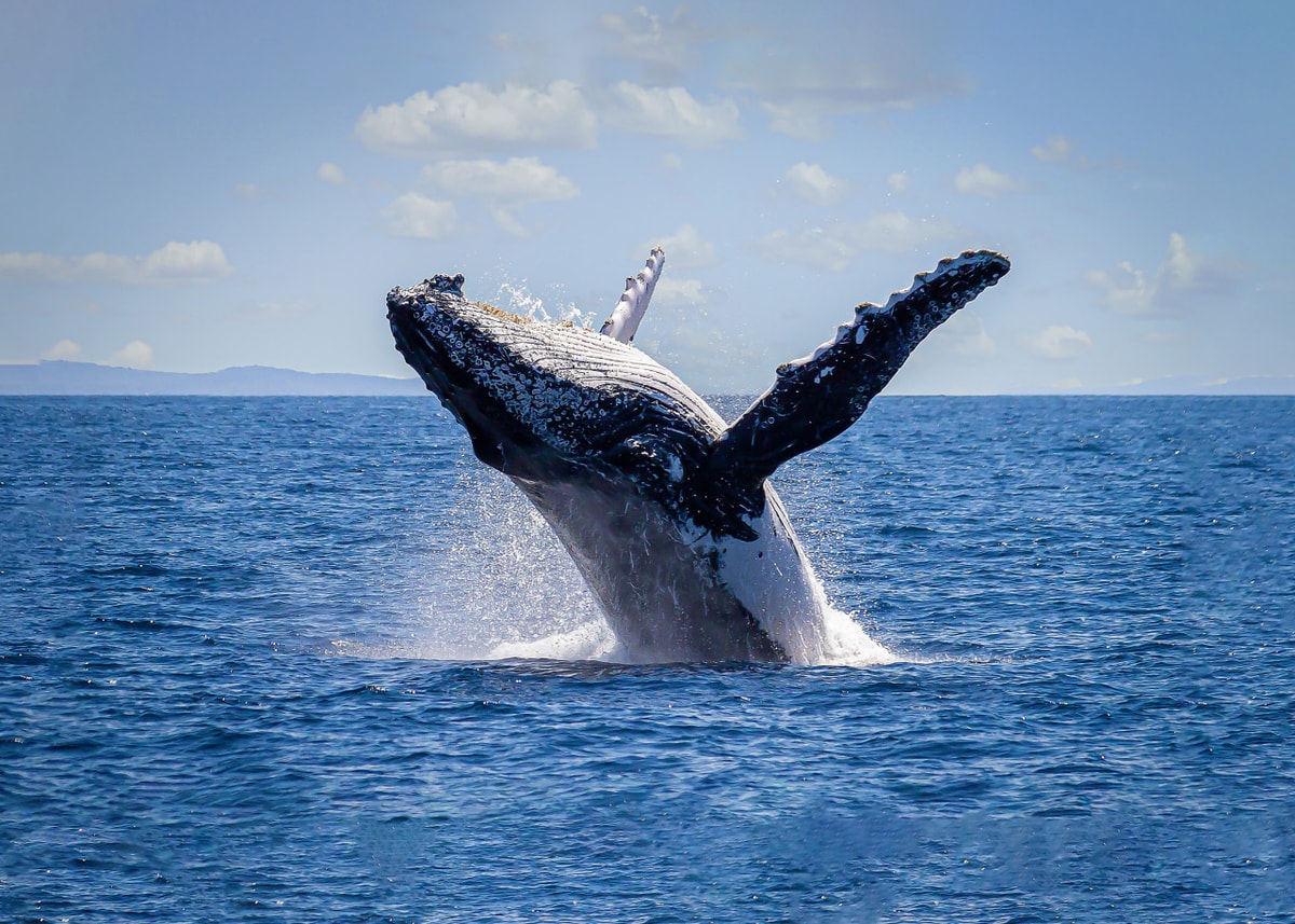 Sydney Harbour Whale Watching Cruise aboard Captain Cook Cruises