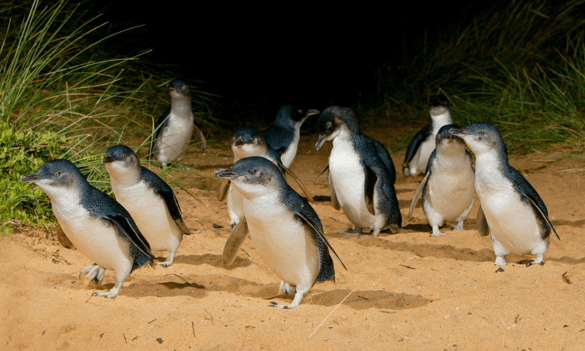 Melbourne City Discovery Tour with Penguin Parade