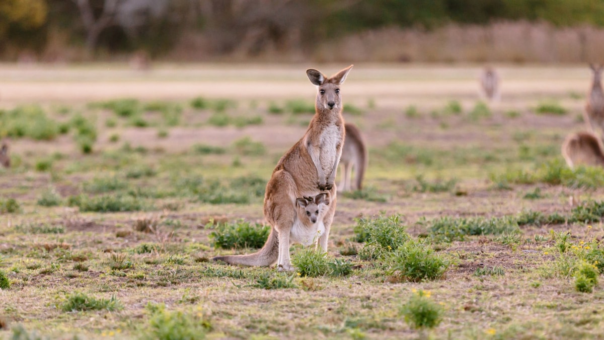 Kangaroos and Koalas Tour with Morning Tea from Gold Coast