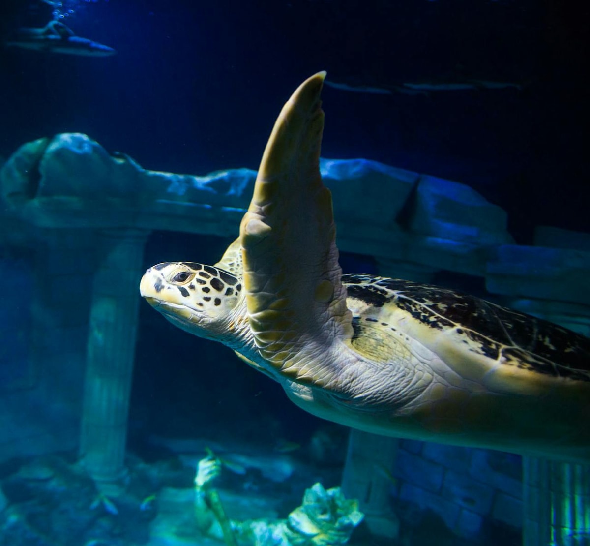 SEA LIFE Porto Ticket