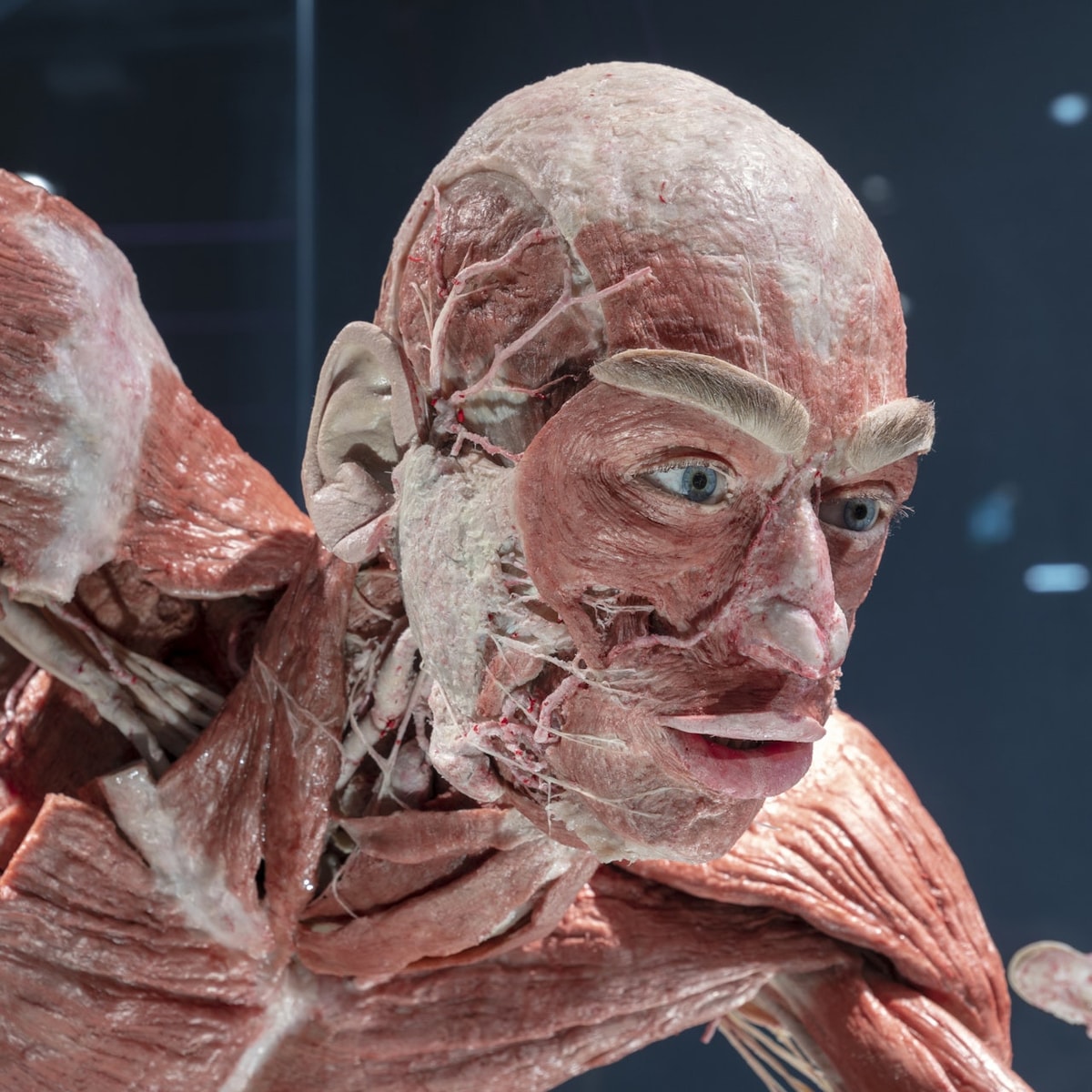 BODY WORLDS Berlin