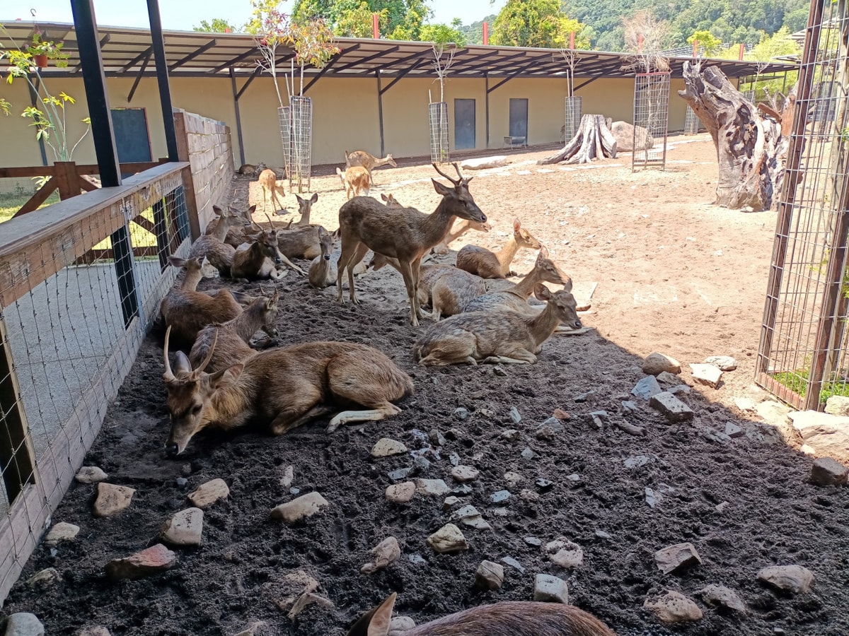Langkawi Wildlife Park