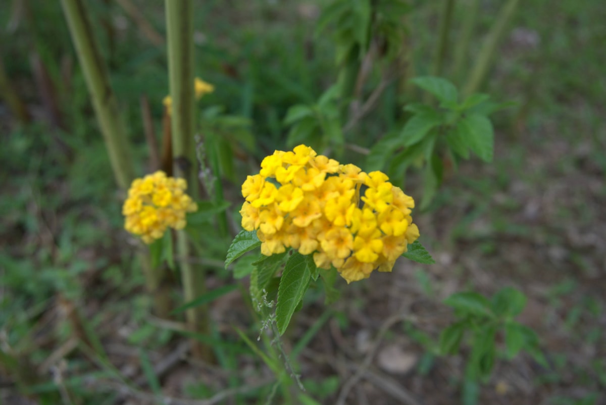 Desaru Riverside Garden Guided Walk