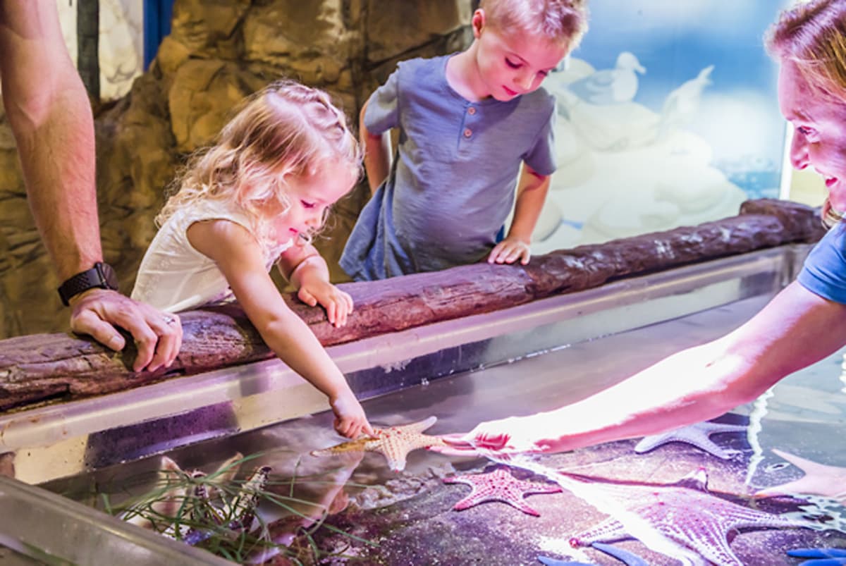 SEA LIFE Sunshine Coast Aquarium Direct Entry Ticket