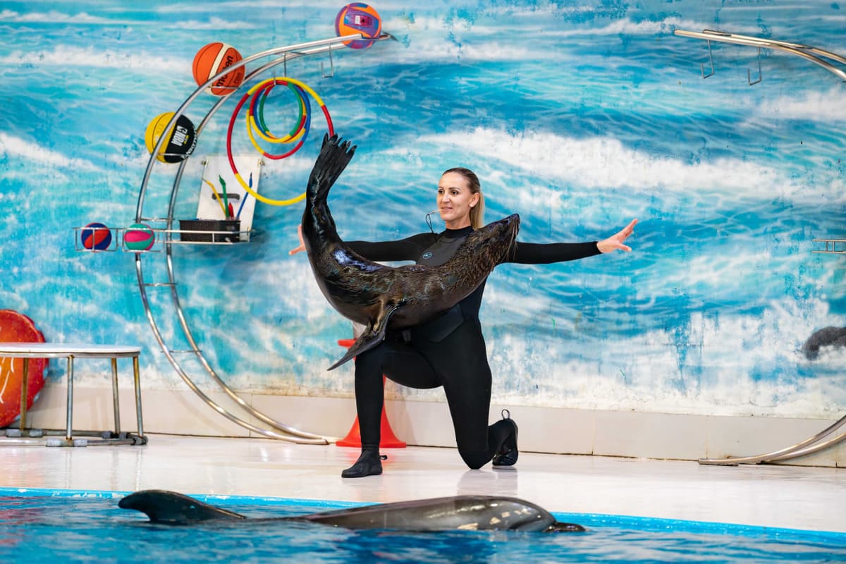 Dubai Dolphinarium Ticket