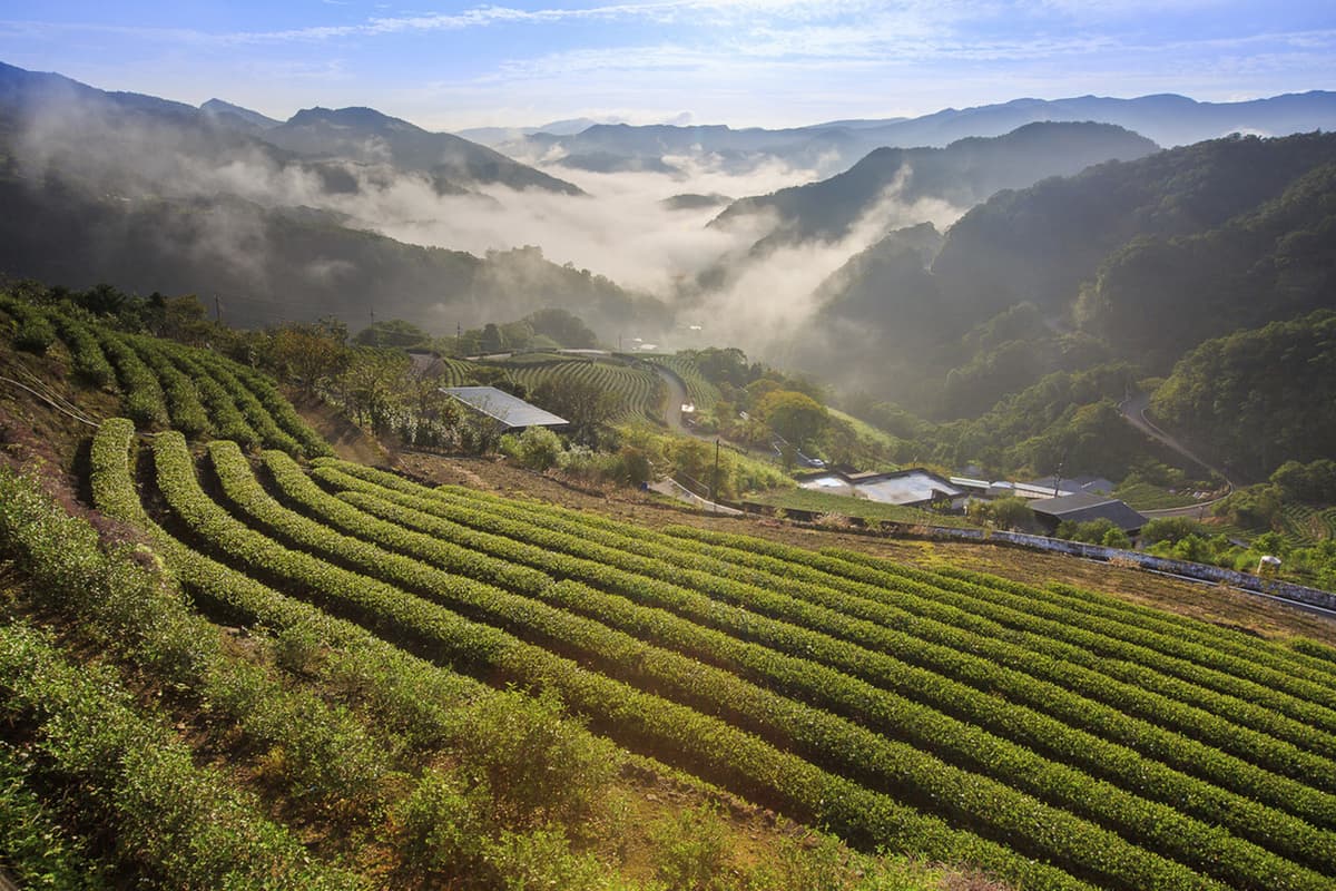 Thousand Island Lake and Pinglin Tea Plantation Tour
