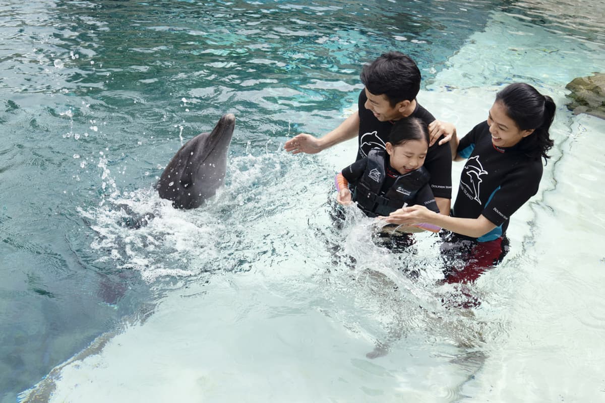 Dolphin Experiences at Marine Mammal Habitat Sentosa