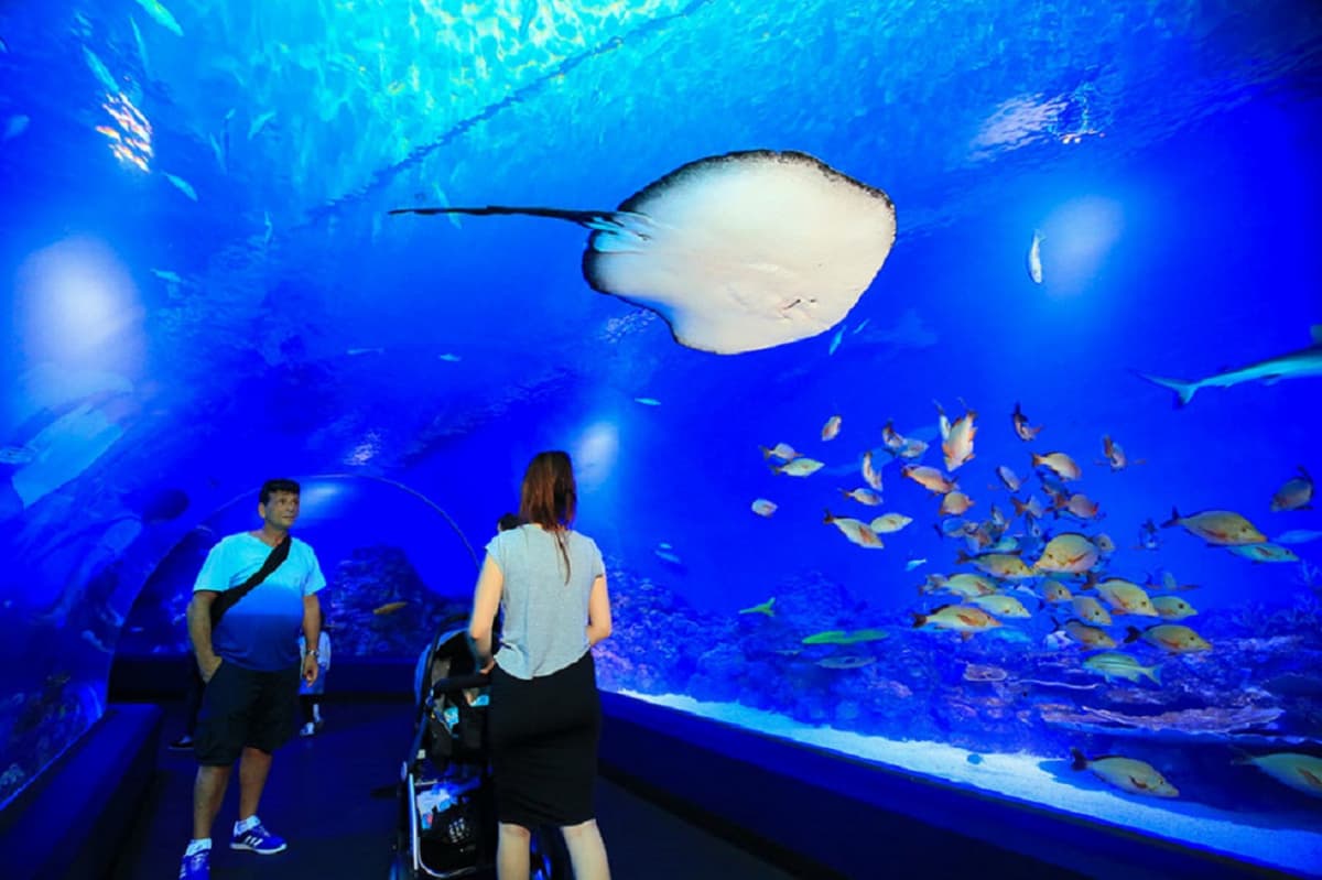 Cairns Aquarium Ticket