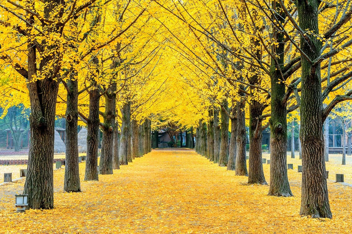 Nami Island, Petite France, Italian Village, and Gangchon Rail Bike Tour from Seoul
