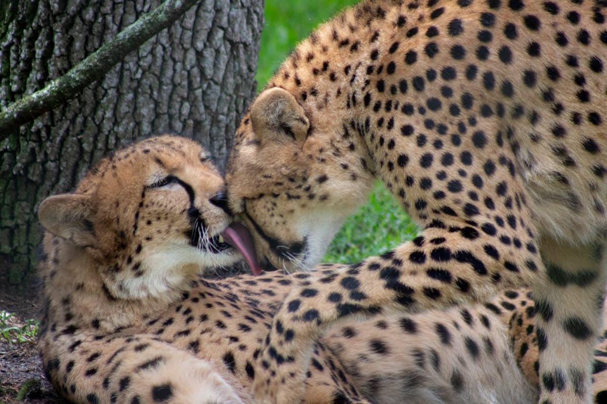 Central Florida Zoo & Botanical Gardens Ticket