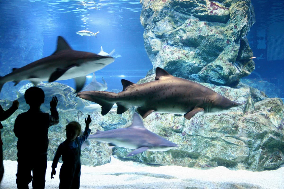 SEA LIFE COEX, Seoul Aquarium Ticket