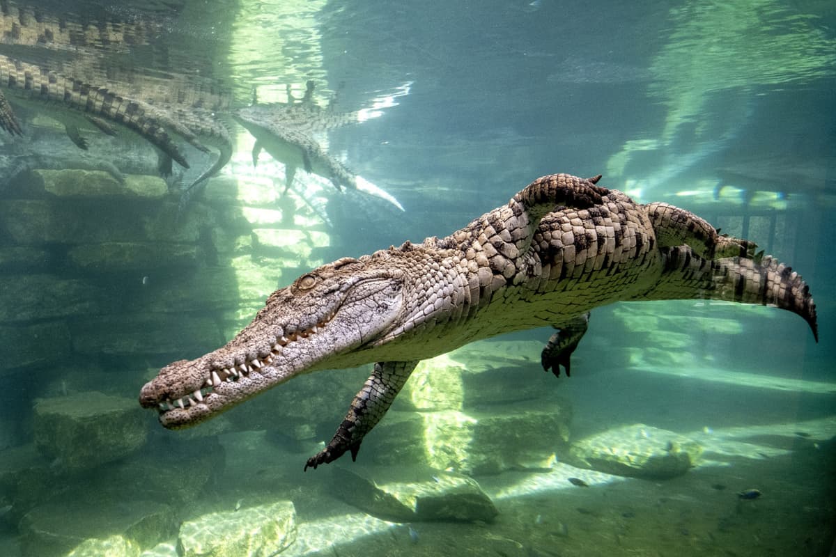 COMBO: Dubai Dolphinarium + Dubai Crocodile Park Tickets