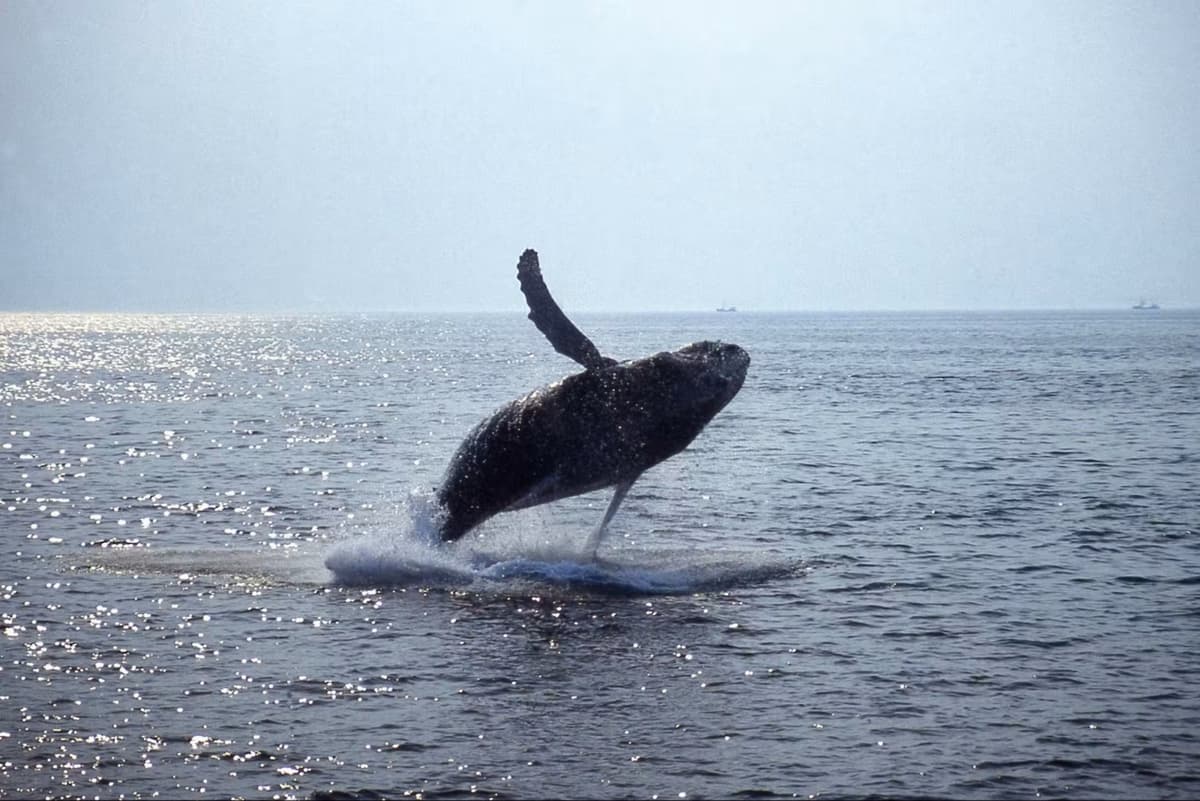 Boston Harbor Whale Watch Cruise