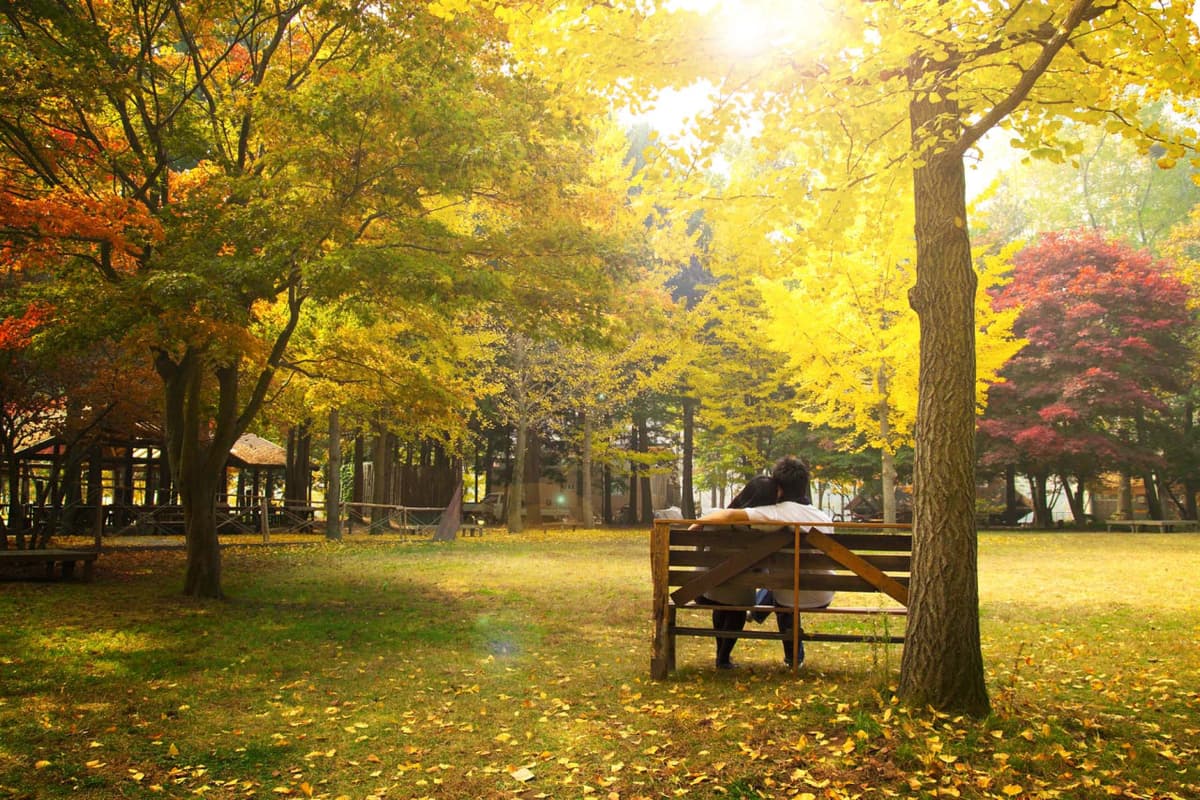 Nami Island Shuttle Bus Transfers from Seoul