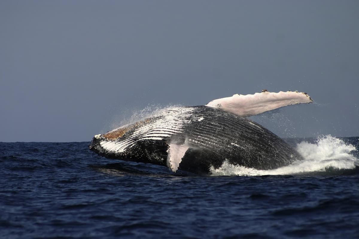 Sydney Whale Watching Cruise
