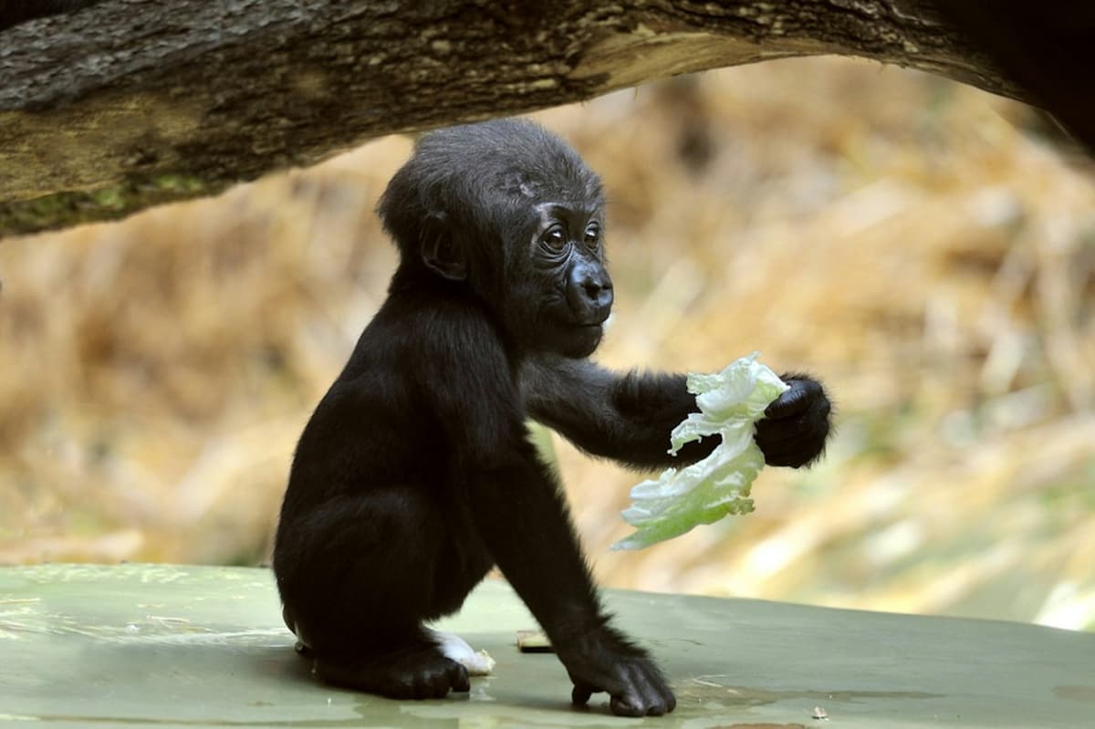 Cologne Zoo & Aquarium Ticket