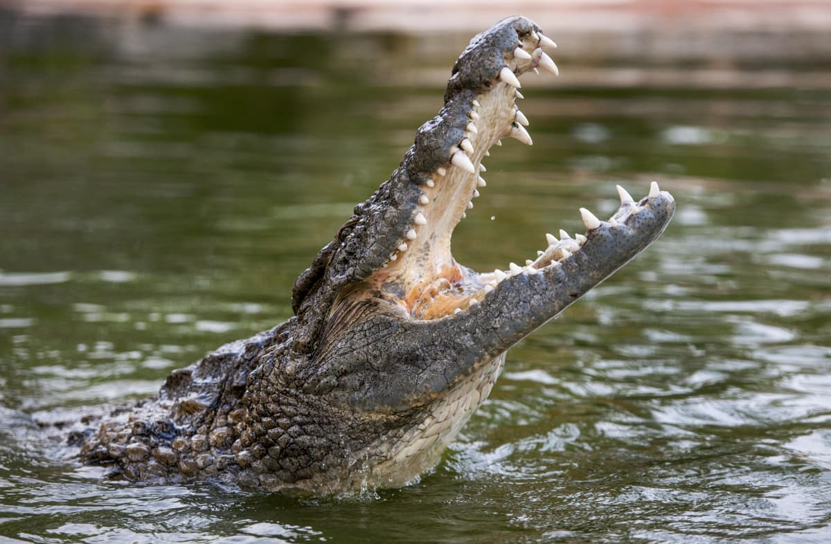 Dubai Crocodile Park