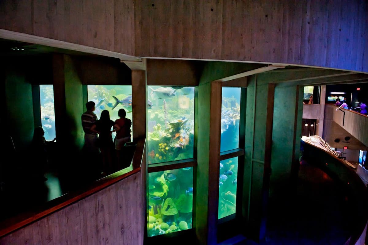 New England Aquarium Ticket