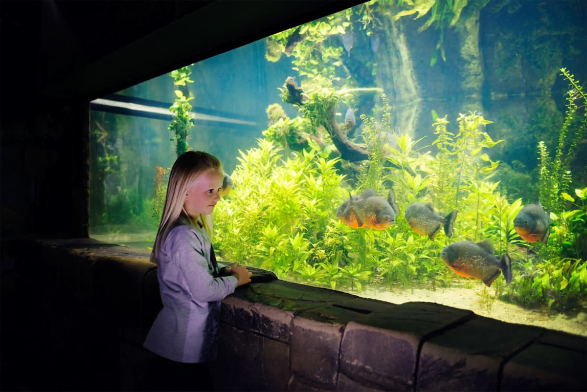 SEA LIFE Konstanz Aquarium Ticket