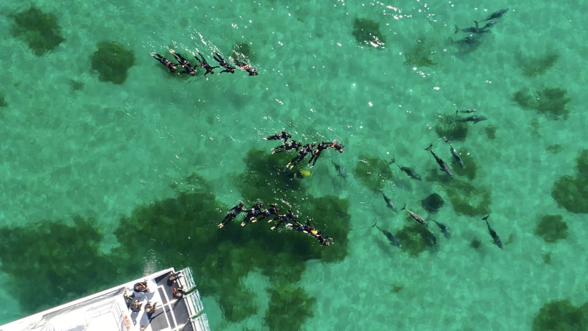 Swim with Wild Dolphins Experience at Rockingham