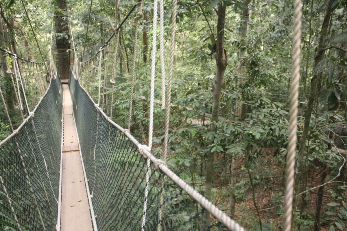 Taman Negara National Park Tour from Kuala Lumpur