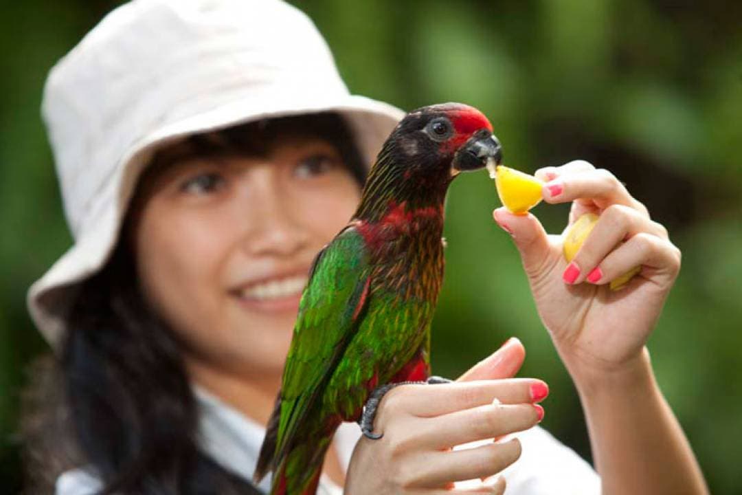 Bali Bird Park Ticket