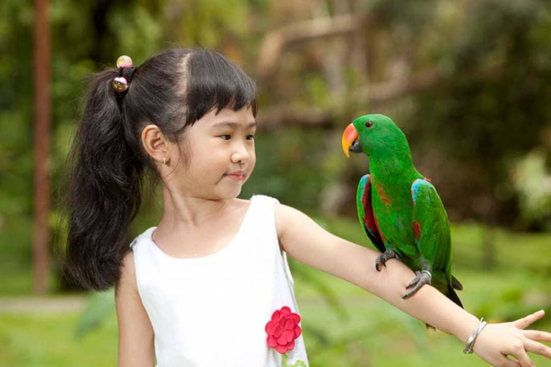 Bali Bird Park Ticket