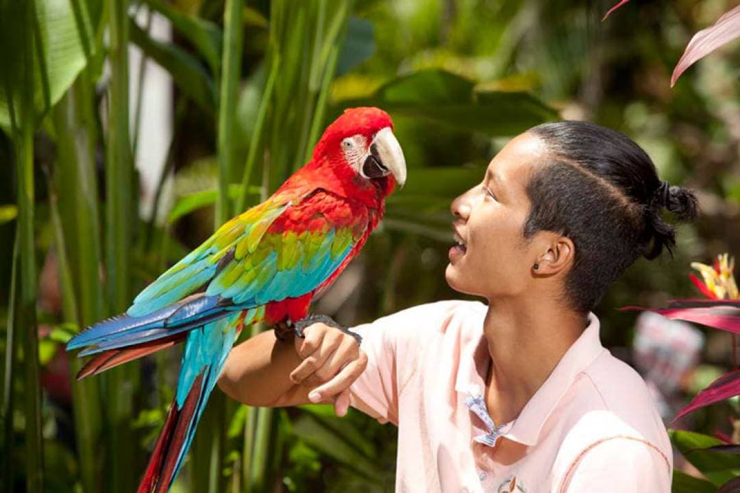 Bali Bird Park Ticket