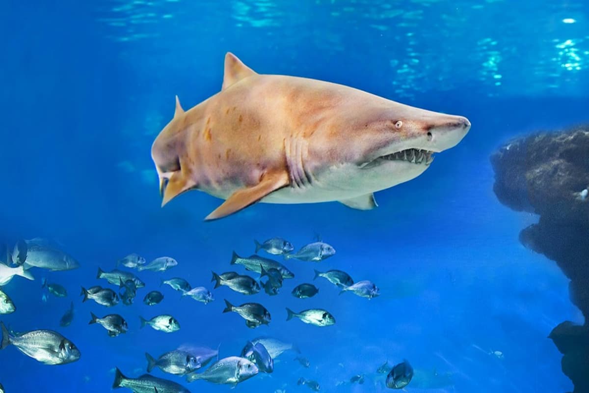 Palma Aquarium: Skip The Line Ticket + Optional 3D Cinema Aquadome